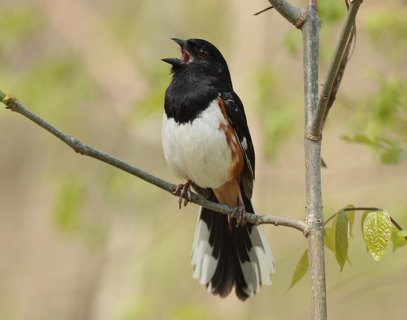Eastern Towhee Pipilo erythrophthalmus