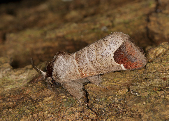 71.027 BF2019 Chocolate-tip Clostera curtula
