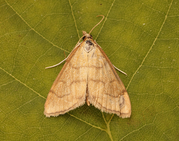 63.022 BF1385 Anania crocealis
