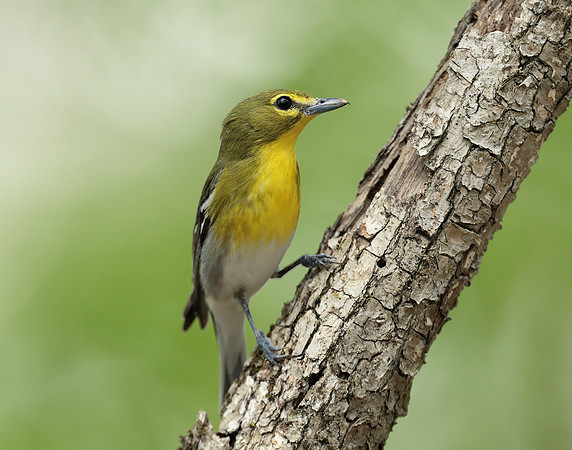 Yellow-throated Vireo Vireo flavifrons