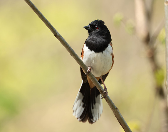 Eastern Towhee Pipilo erythrophthalmus
