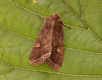 73.267 BF2160 Bright-line Brown-eye Lacanobia oleracea