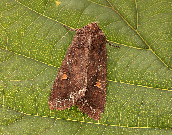 73.267 BF2160 Bright-line Brown-eye Lacanobia oleracea