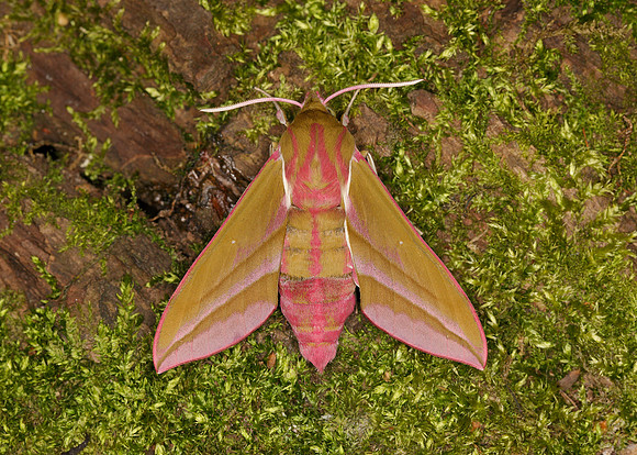 69.016 BF1991 Elephant Hawk-moth Deilephila elpenor