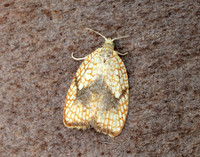 49.062 BF1036 Acleris forsskaleana