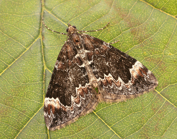 70.097 BF1764 Common Marbled Carpet Dysstroma truncata