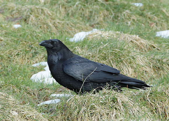 Raven Corvus corax