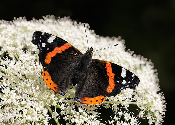 Red Admiral Vanessa atalanta