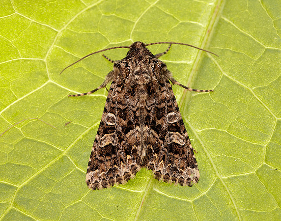 73.286 BF2167 Tawny Shears Hadena perplexa