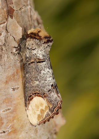 71.025 BF1994 Buff-tip Phalera bucephala