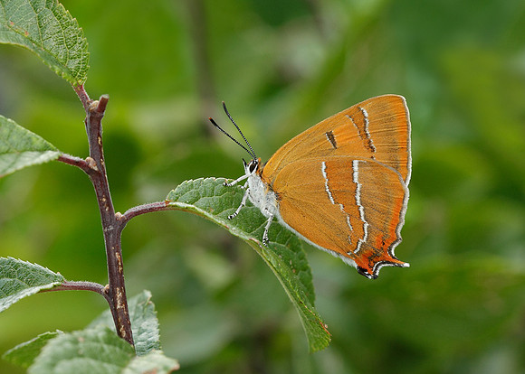 Brown Hairstreak Thecla betulae