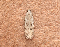 35.151 BF770 Carpatolechia proximella