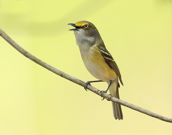 White-eyed Vireo Vireo griseus