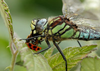 Hairy Dragonfly Brachytron pratense