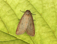 73.147 BF2345 Small Dotted Buff Photedes minima