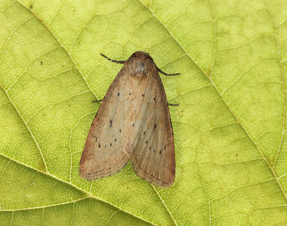 73.147 BF2345 Small Dotted Buff Photedes minima