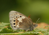Large Heath Coenonympha tullia davus