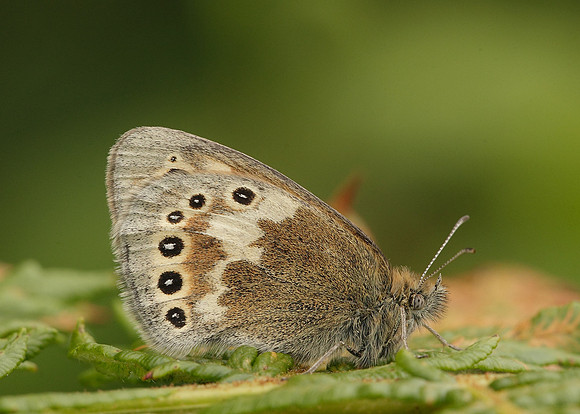 Large Heath Coenonympha tullia davus