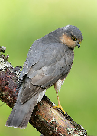 Sparrowhawk Accipiter nisus