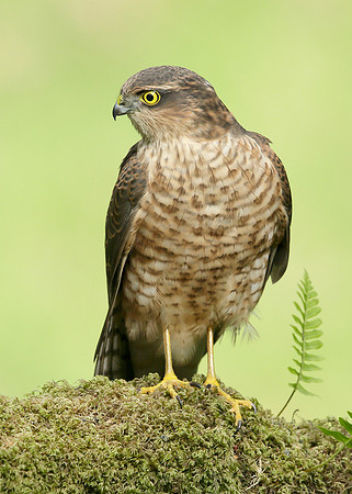 Sparrowhawk Accipiter nisus