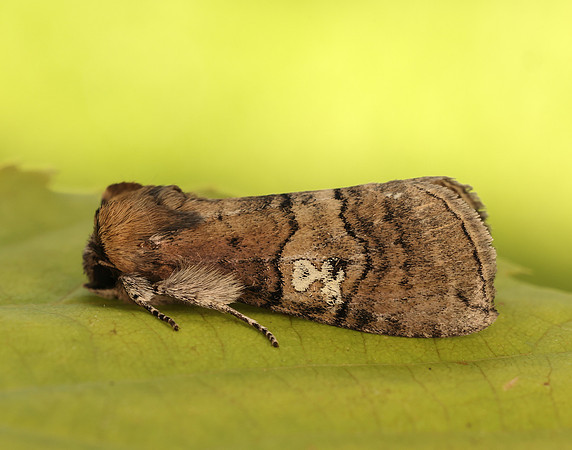 65.010 BF1654 Figure of Eighty Tethea ocularis