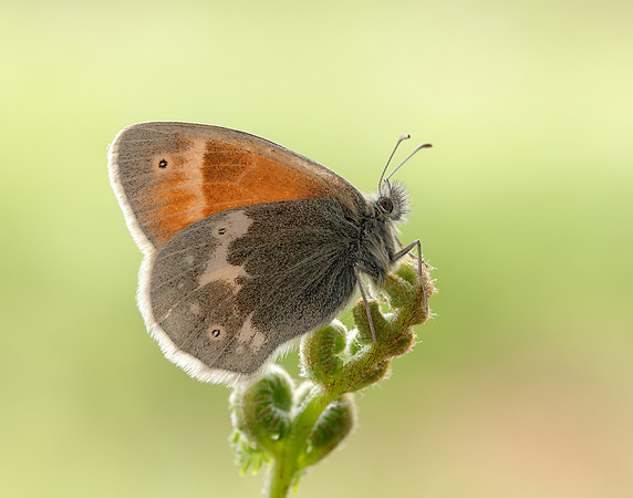 Large Heath scotica Coenonympha tullia scotica