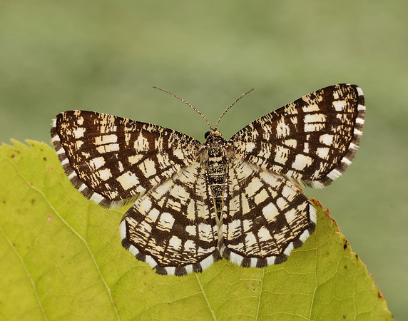 70.218 BF1894 Latticed Heath Chiasmia clathrata