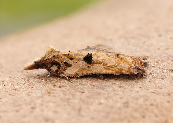 49.076 BF1054 Acleris cristana