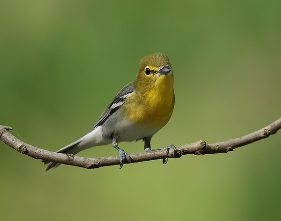 Yellow-throated Vireo Vireo flavifrons