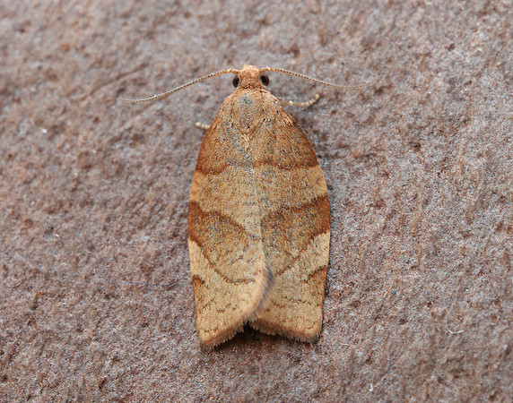 49.025 BF970 Barred Fruit-tree Tortrix Pandemis cerasana