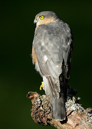 Sparrowhawk Accipiter nisus