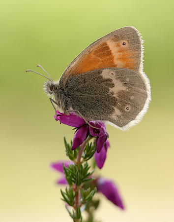 Large Heath scotica Coenonympha tullia scotica