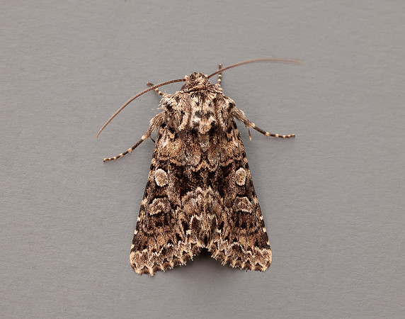 73.286 BF2167 Tawny Shears Hadena perplexa
