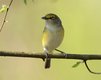White-eyed Vireo Vireo griseus