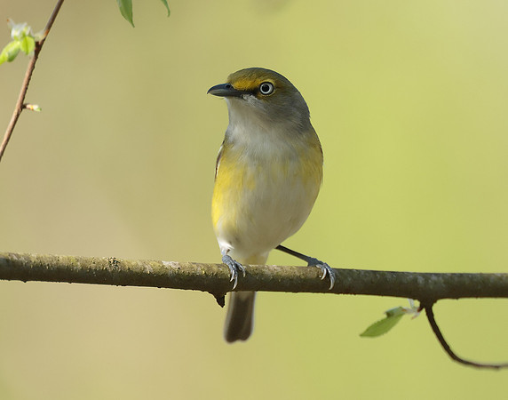 White-eyed Vireo Vireo griseus
