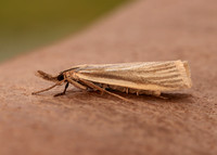 63.088 BF1302 Crambus perlella