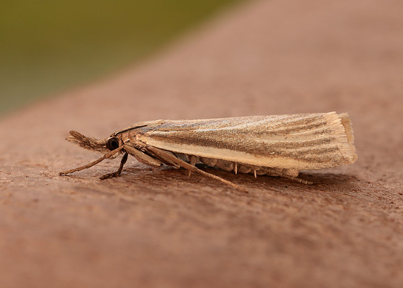 63.088 BF1302 Crambus perlella