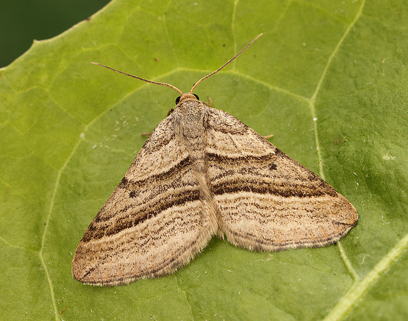 70.039 BF1718 Oblique Striped Phibalapteryx virgata