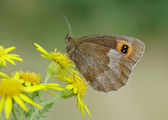 Scotch Argus Erebia aethiops