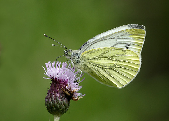 Green-veined White Pieris napi
