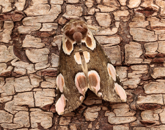 65.008 BF1652 Peach Blossom Thyatira batis