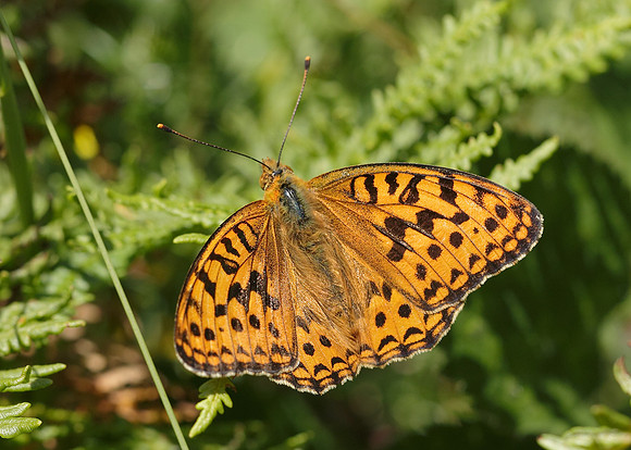 High Brown Fritillary Argynnis adippe
