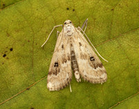 63.117 BF1348 Ringed China-mark Parapoynx stratiotata