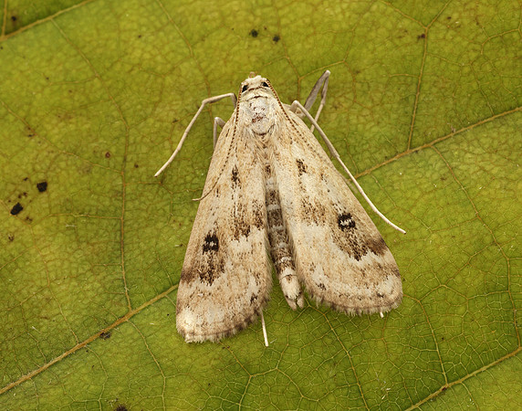 63.117 BF1348 Ringed China-mark Parapoynx stratiotata