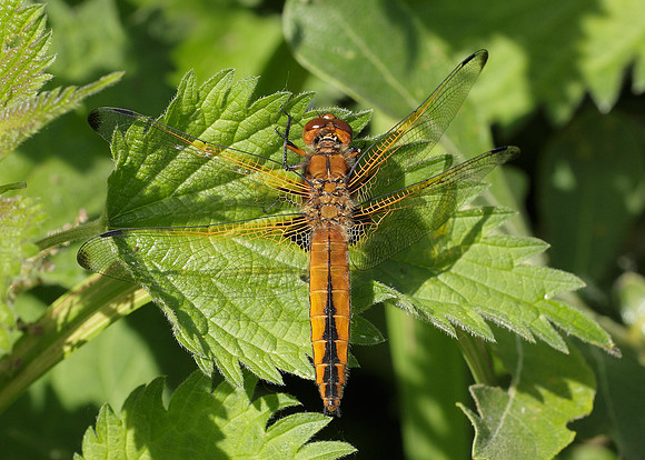 Scarce Chaser Libellula fulva