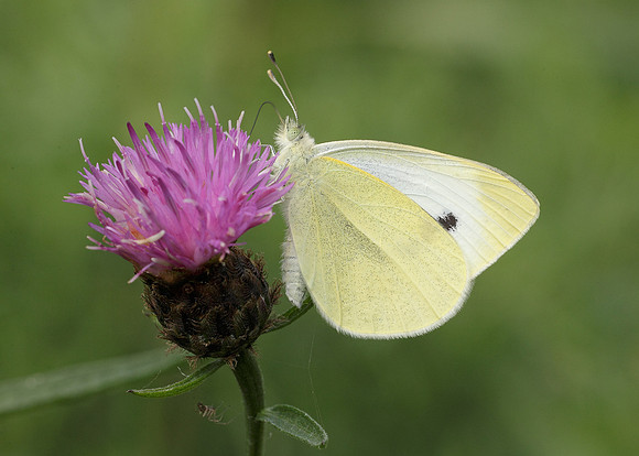Small White Pieris rapae