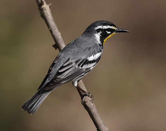 Yellow-throated Warbler  Setophaga dominica