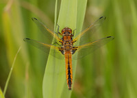 Scarce Chaser Libellula fulva