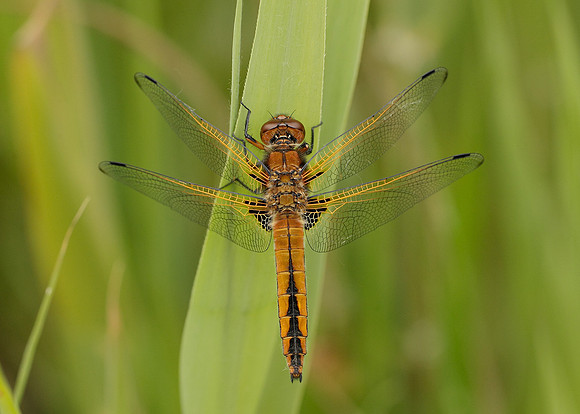 Scarce Chaser Libellula fulva