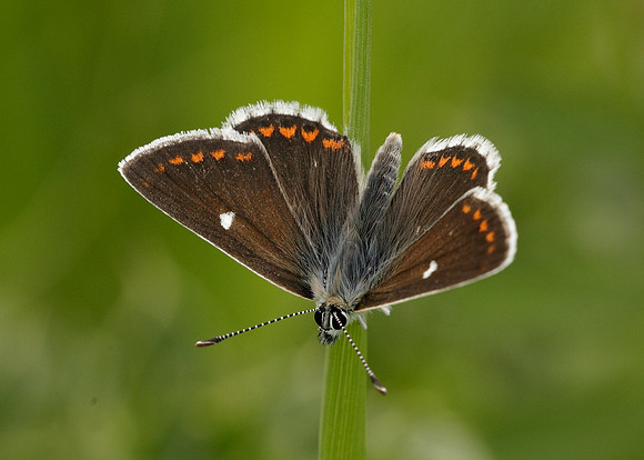 Northern Brown Argus Aricia artaxerxes artaxerxes